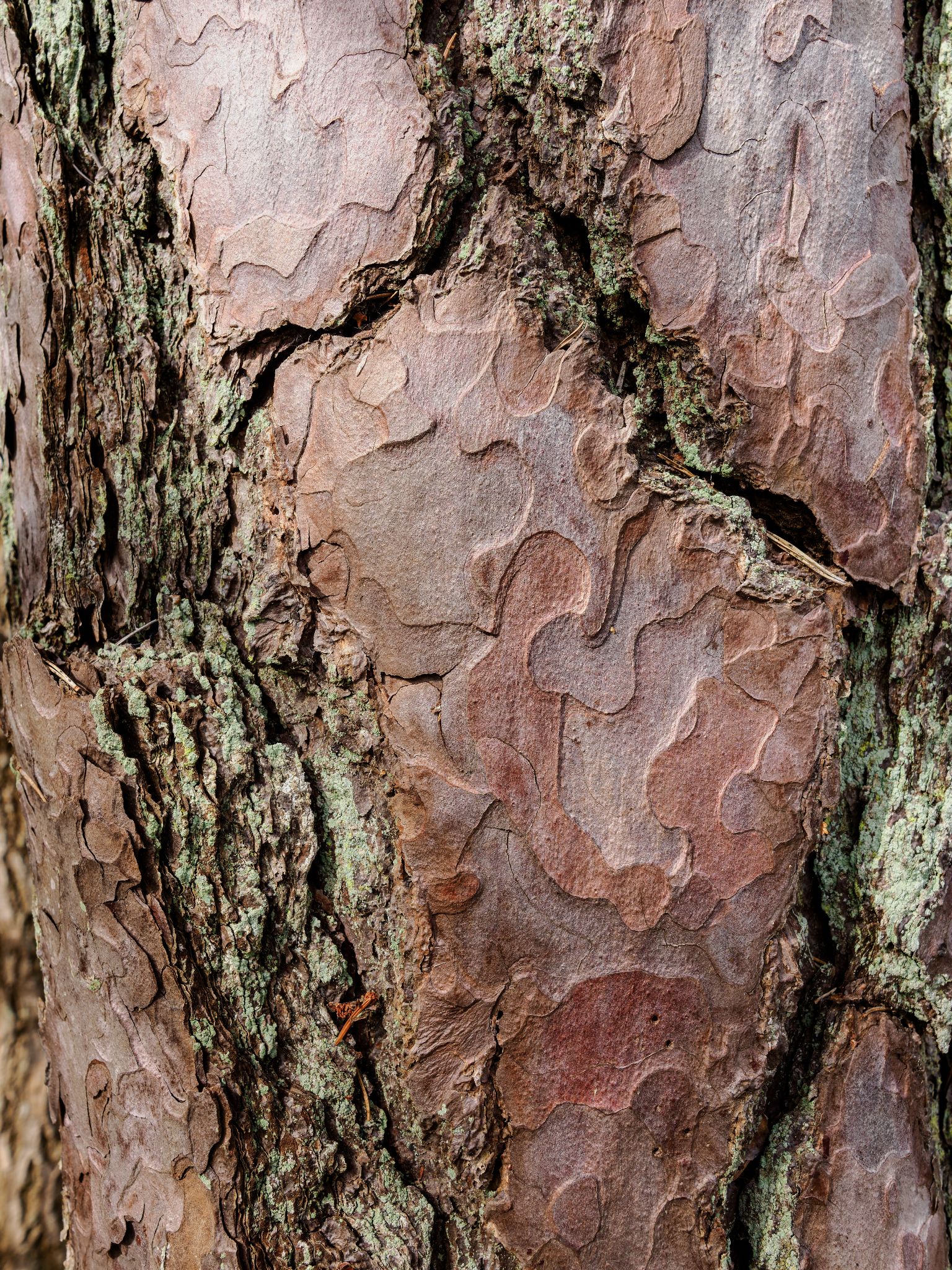 006 260413 1022 H  2HR0233 DxO DeepPRIME 3